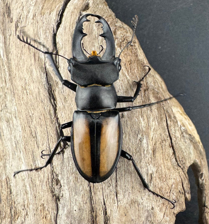 【WD】《パリーミヤマクワガタ 40mm ペア》