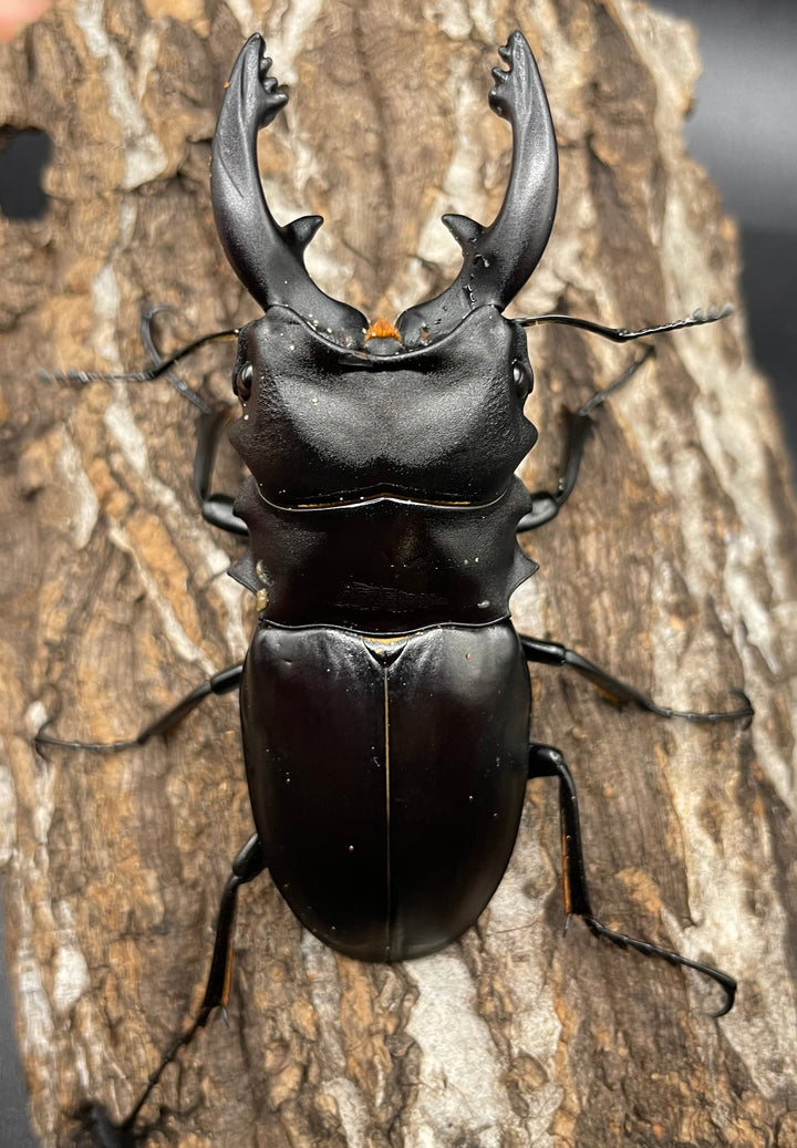 【WD】《アルケスツヤクワガタ 81mm A’品ペア》