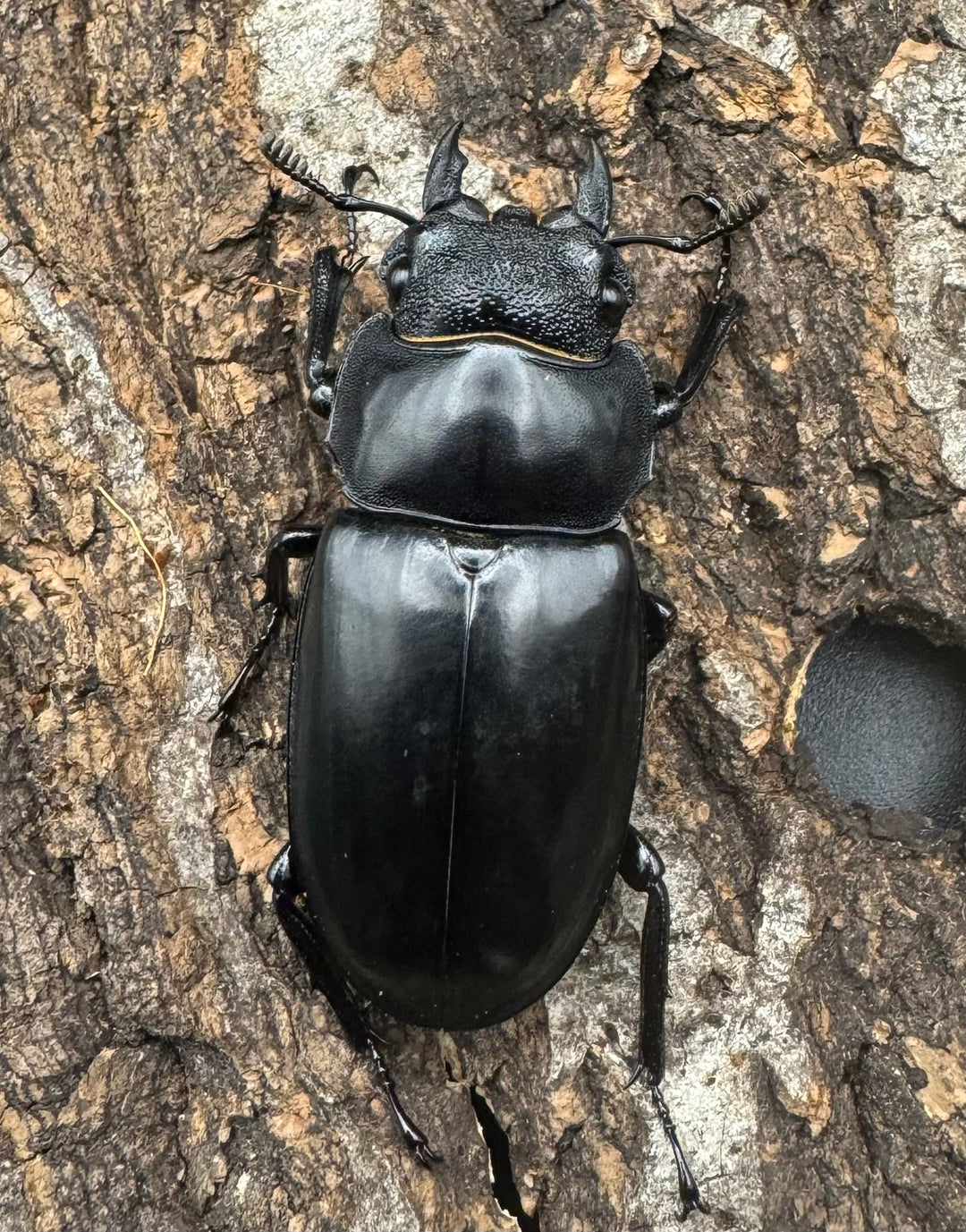 【WD】《マンディブラリスフタマタ 97.5mm ペア》