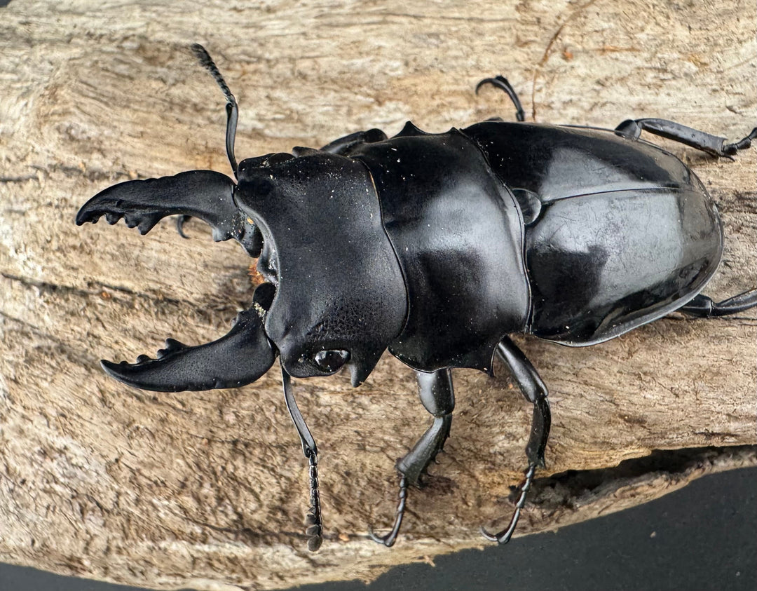 【WD】《シヴァツヤクワガタ ラオス産 75mm ペア》