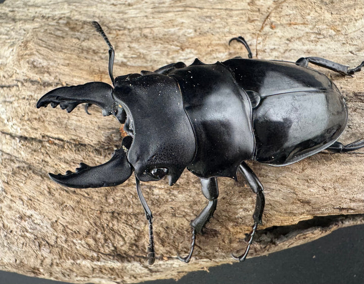 【WD】《シヴァツヤクワガタ ラオス産 75mm ペア》