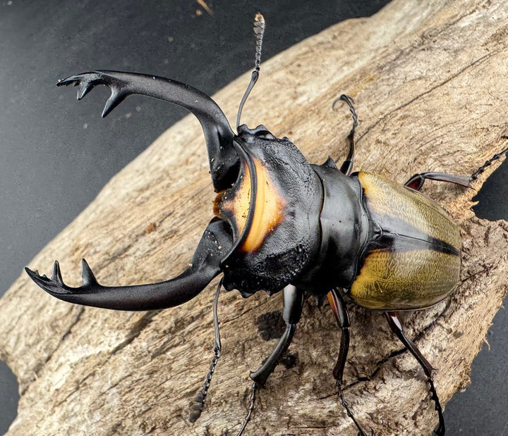 【WD】エラー個体《ラコダールツヤクワガタ 78.5mm A’品ペア》