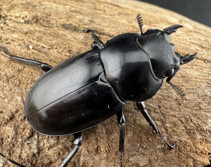 【WD】《メルキオリティスフタマタ 36mm ♀単》