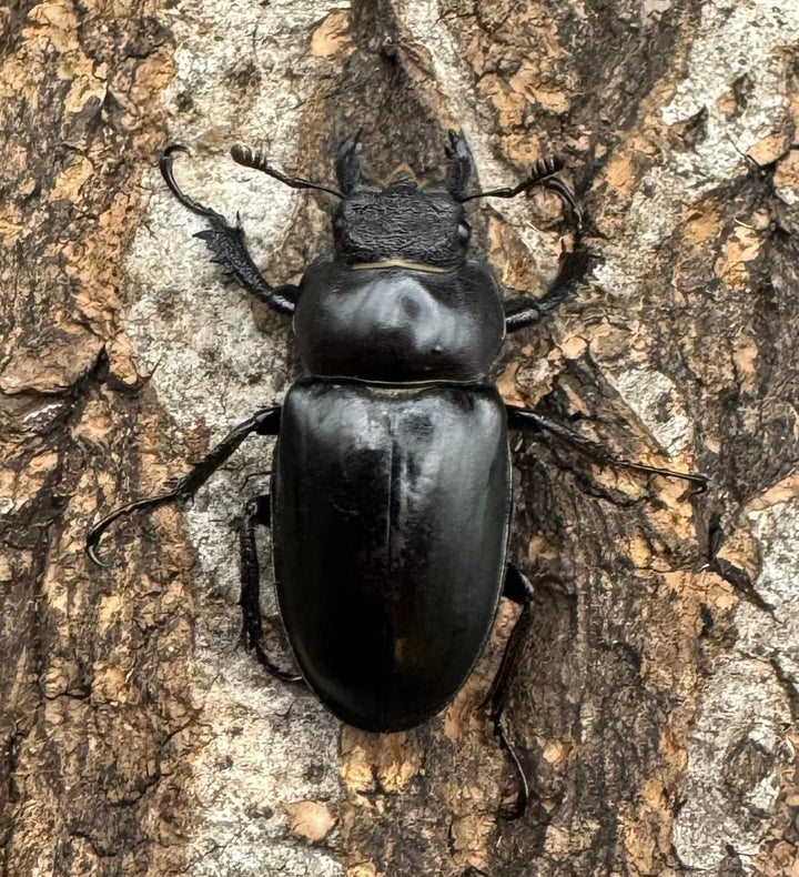 【WD】《ラエトゥスミヤマ 38mm ペア》