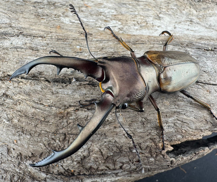 【WD】《モンタネルスホソアカクワガタ A’品ペア》