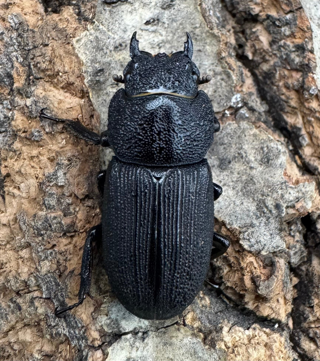 【WD】《ドルクス zhouchaoi（メンシウス ssp.） 28mm ペア》