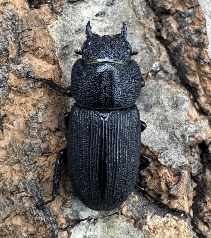 【WD】《ドルクス zhouchaoi（メンシウス ssp.） 28mm ペア》