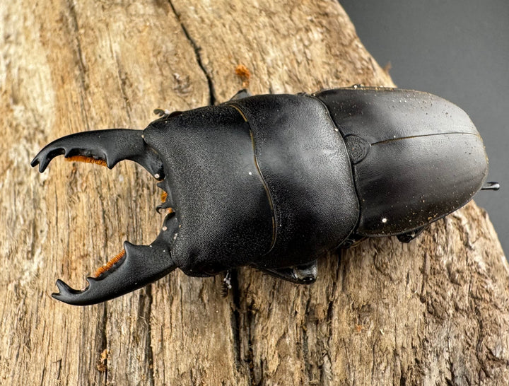 【WD】《タウルスヒラタ ボアク島産 55.5mm ペア》