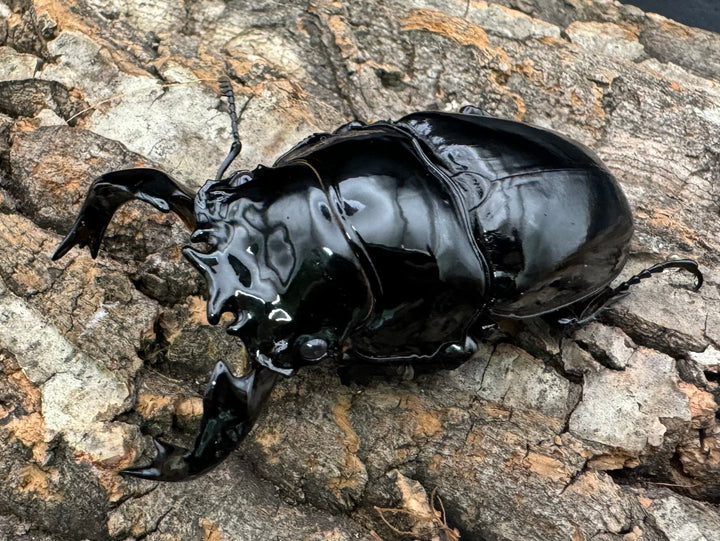 《タランドゥスオオツヤクワガタ 76.5mm ペア》