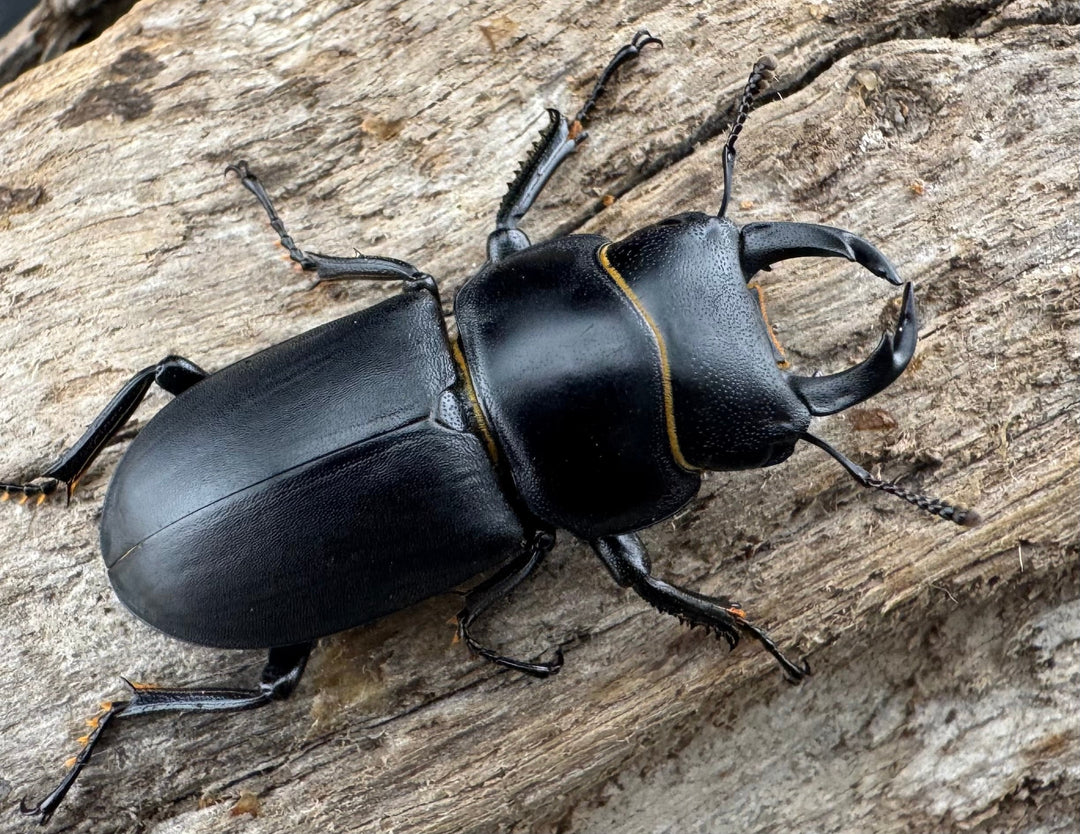 【WD】《ダビディスコクワガタ 32mm ペア》