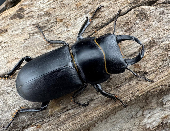 【WD】《ダビディスコクワガタ 32mm ペア》