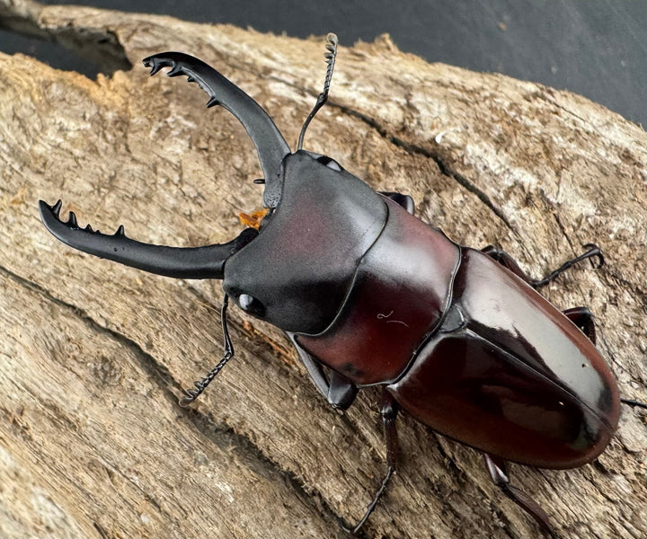 【WD】《ドルサリスノコギリ原名亜種 ボアク島産 53mm ペア》