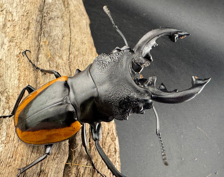 【WD】《ワラストンツヤクワガタ 69.5mm ペア》