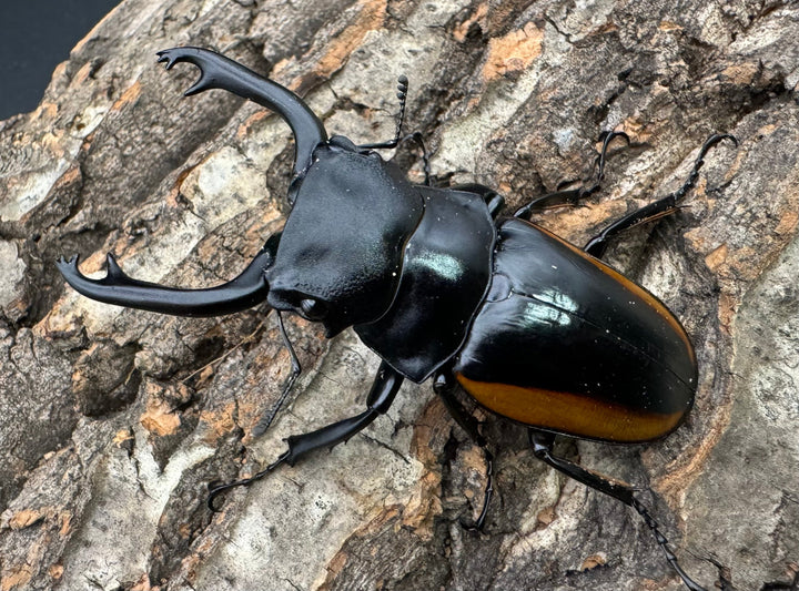 【WD】《スティーブンスツヤ亜種mamaesaensis 69mm ペア》