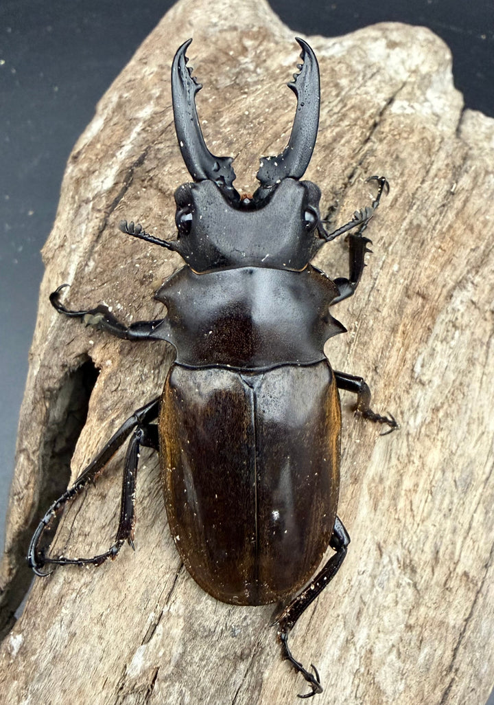 【WD】《ダールマンツヤ原名亜種 ボルネオ産 66.5mm ペア》