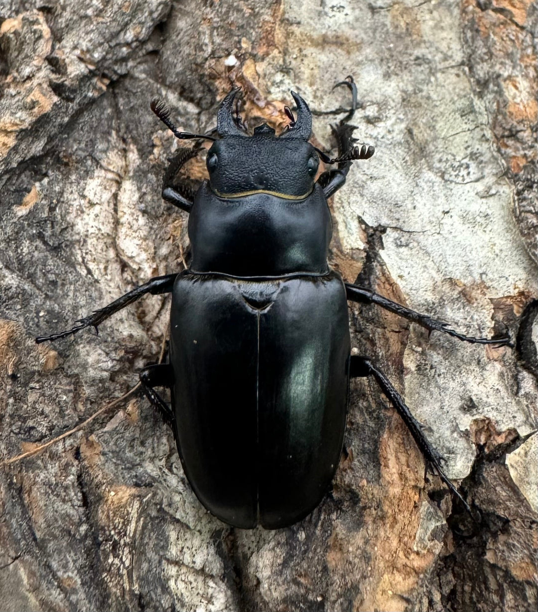 【WD】《ミンイミヤマ Free ♀単B品》