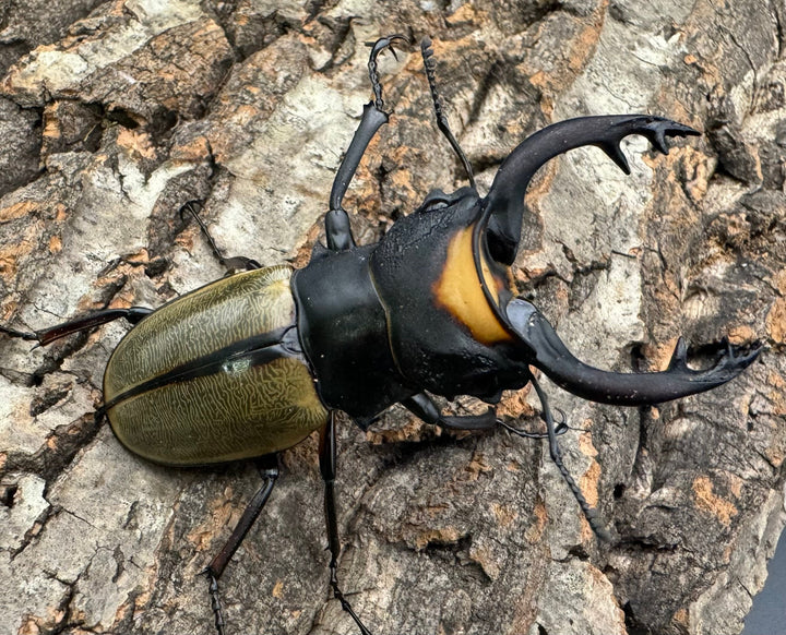 【WD】《ラコダールツヤクワガタ 73mm ペア》