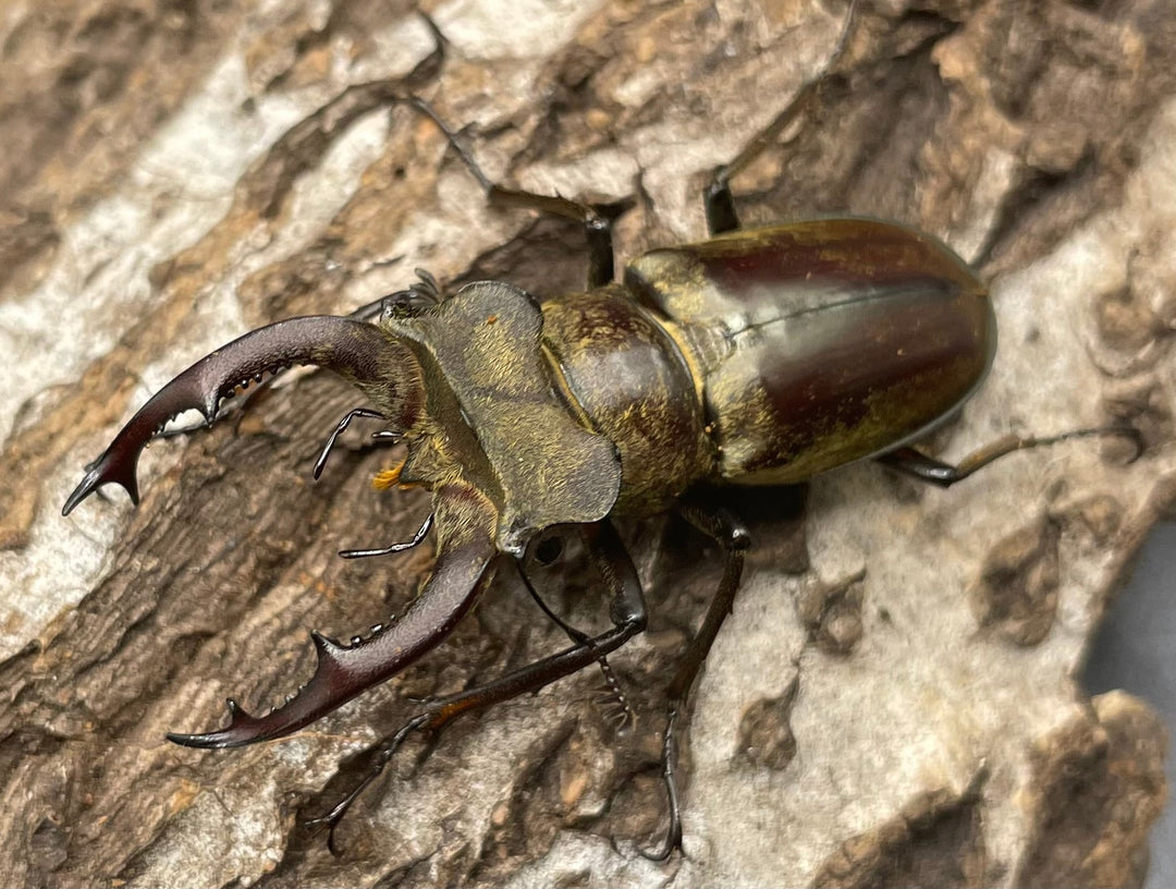 【WD】超貴重《ディルクミヤマクワガタ 50mm ペア》