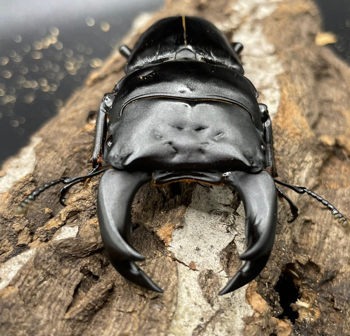 《ホペイオオクワガタ SL血統 73mm ペア》