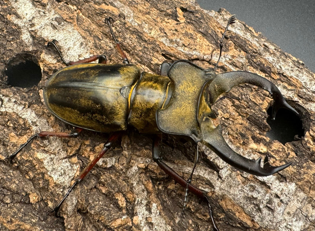 【WD】《セリケウスミヤマ原名亜種 68mm ペア》