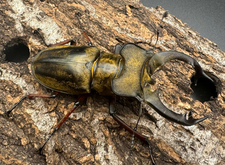 【WD】《セリケウスミヤマ原名亜種 68mm ペア》