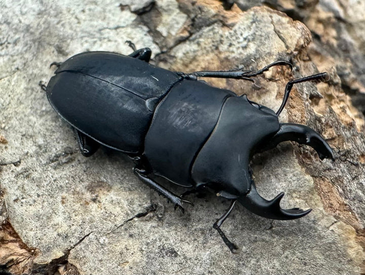 【WF2】《メタドルクス ロトゥンダトゥス ペア+♂1頭おまけ》①