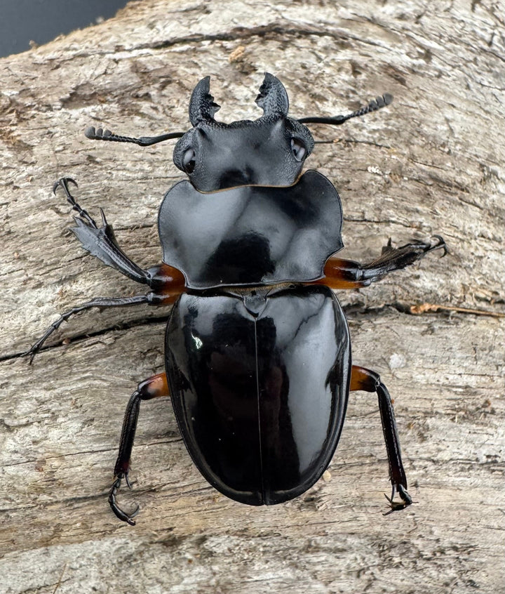 【WD】《インペリアリスツヤ亜種komorii 65mm ペア》