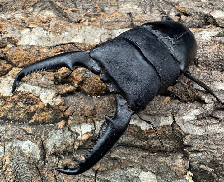 《パラワンオオヒラタクワガタ 108mm ペア》