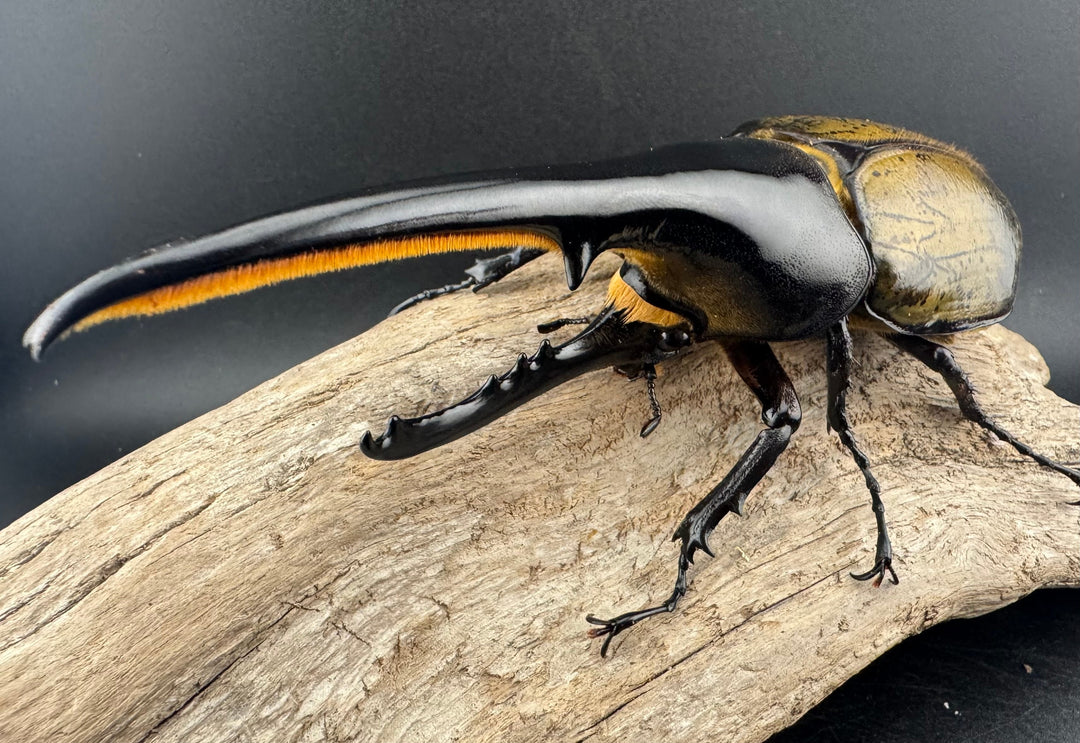 即ブリ《ヘラクレス・ヘラクレス 優良血統 144mm ペア》