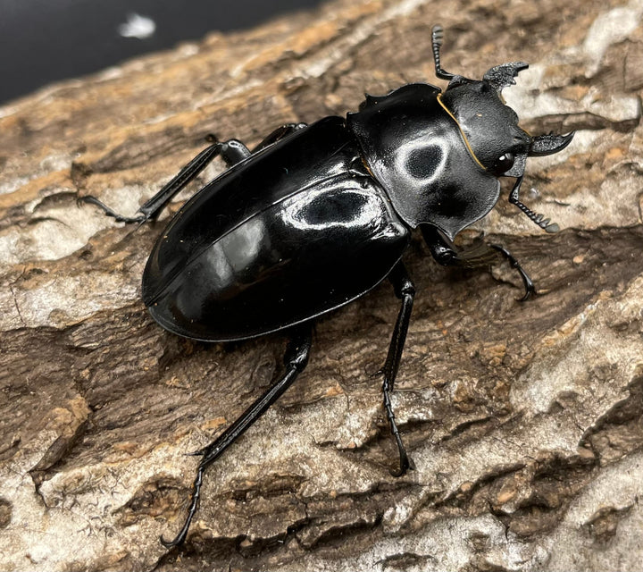 【WD】大型大歯《インターメディアツヤクワガタ 90mmUP ペア》