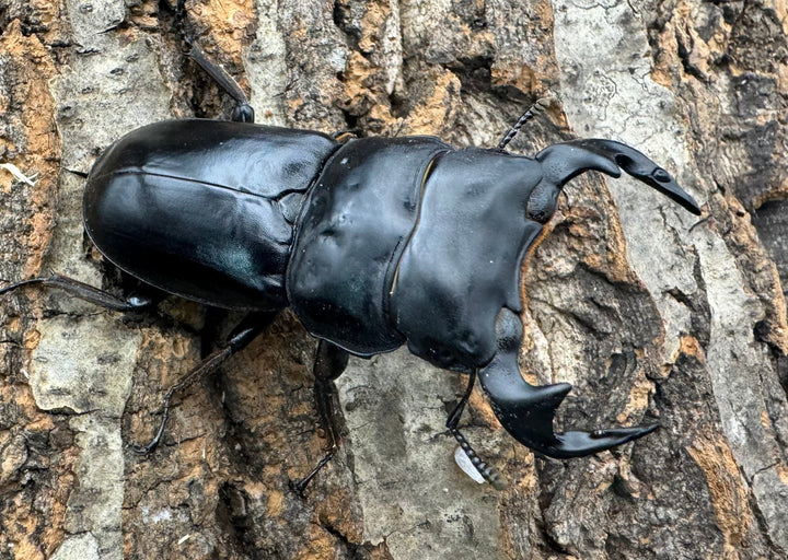 《マレーアンタエウス ゲンティンハイランド産 63.5mm ペア》