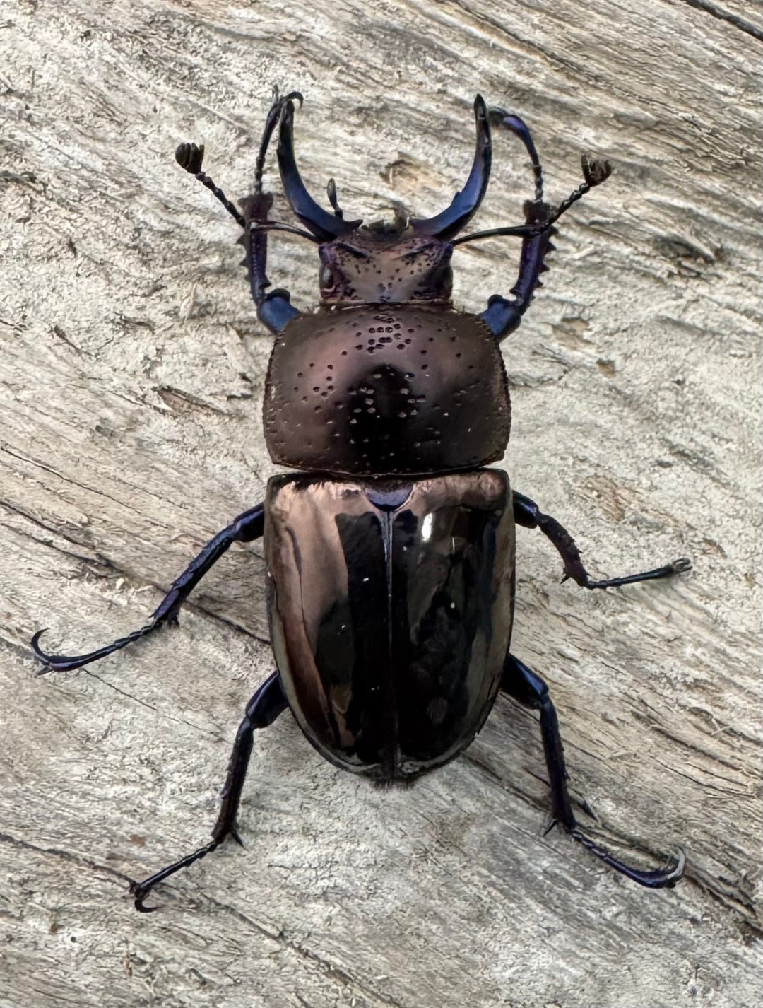 《ドウイロクワガタ Free ペア》inohiro109氏ブリード個体