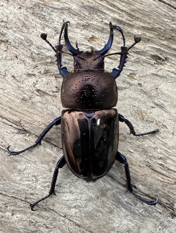 《ドウイロクワガタ Free ペア》inohiro109氏ブリード個体