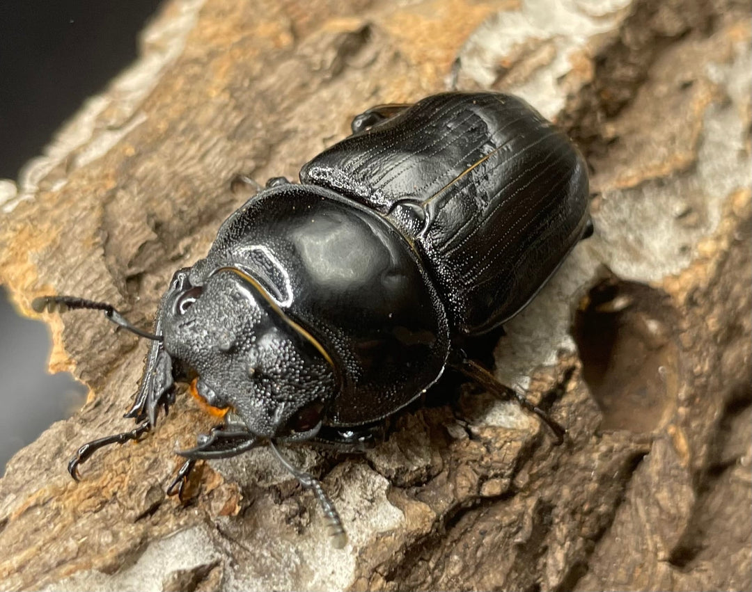 《ホペイオオクワガタ G70血統 76mm ペア》