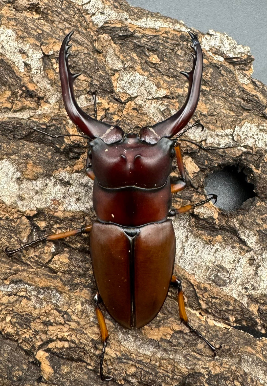 【WD】《アスタコイデスノコギリ65mm ペア》