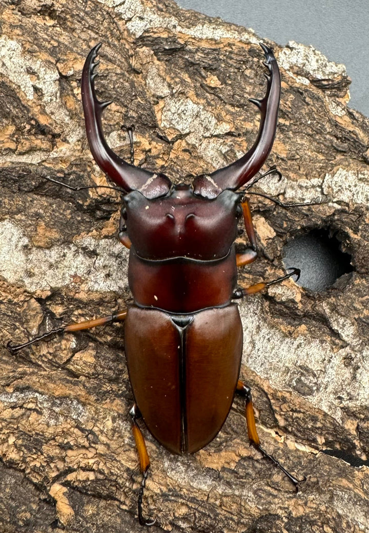 【WD】《アスタコイデスノコギリ65mm ペア》