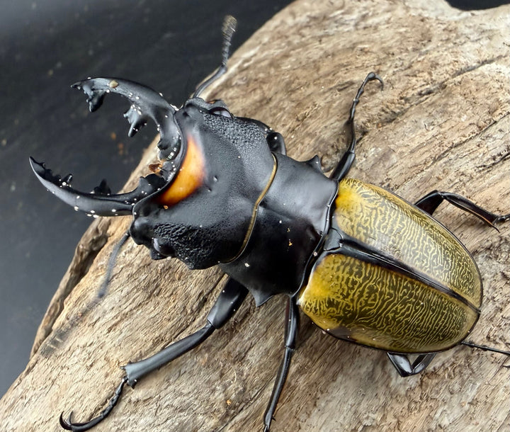 【WD】《スペクタビリスツヤクワガタ 64mm ペア》