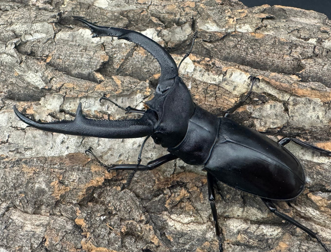 【WD】《マンディブラリスフタマタ 101.5mm ペア》