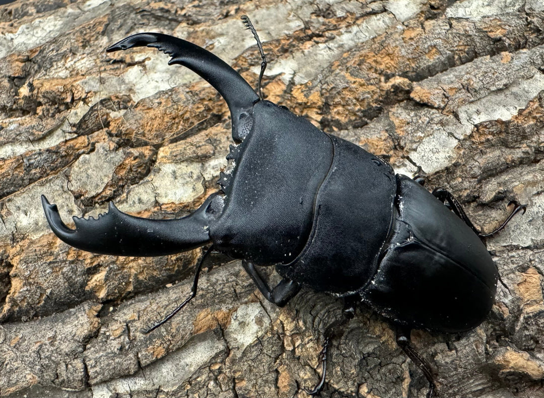 【WD】《西ペレンオオヒラタ（スラウェシオオヒラタクワガタ） 86mm ペア》