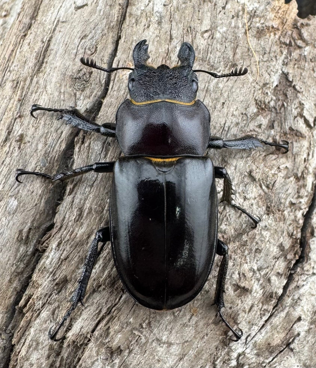 【WD】《フェアメイルミヤマ 雅安市産 56.5mm ペア》