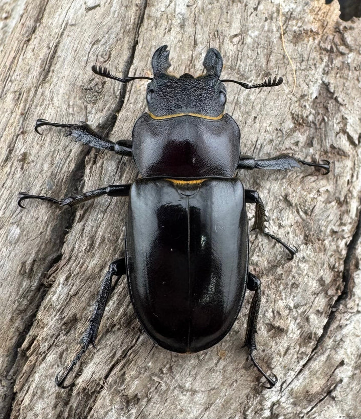 【WD】《フェアメイルミヤマ 雅安市産 56.5mm ペア》