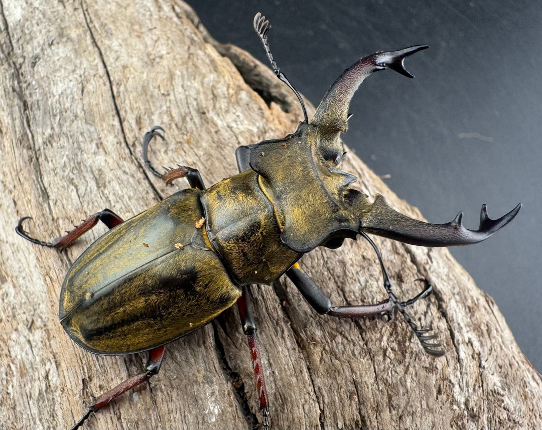 【WD】《セリケウスミヤマ原名亜種 55mm ペア》