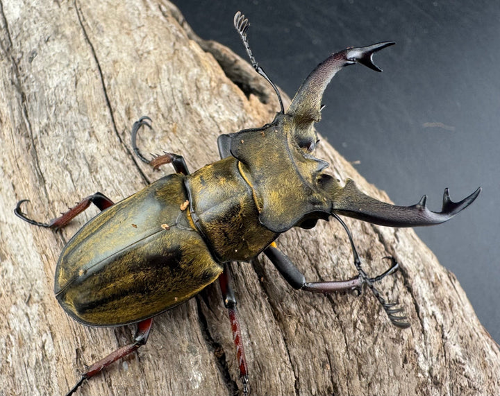 【WD】《セリケウスミヤマ原名亜種 55mm ペア》