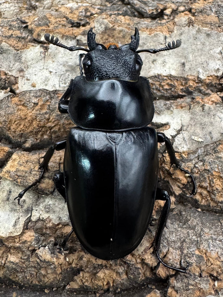 即ブリ《ギラファノコギリ亜種ケイスケ 80mm ペア》