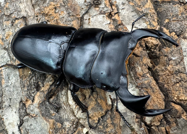 【WF1】《マレーアンタエウス ケランタン産 73mm ペア》