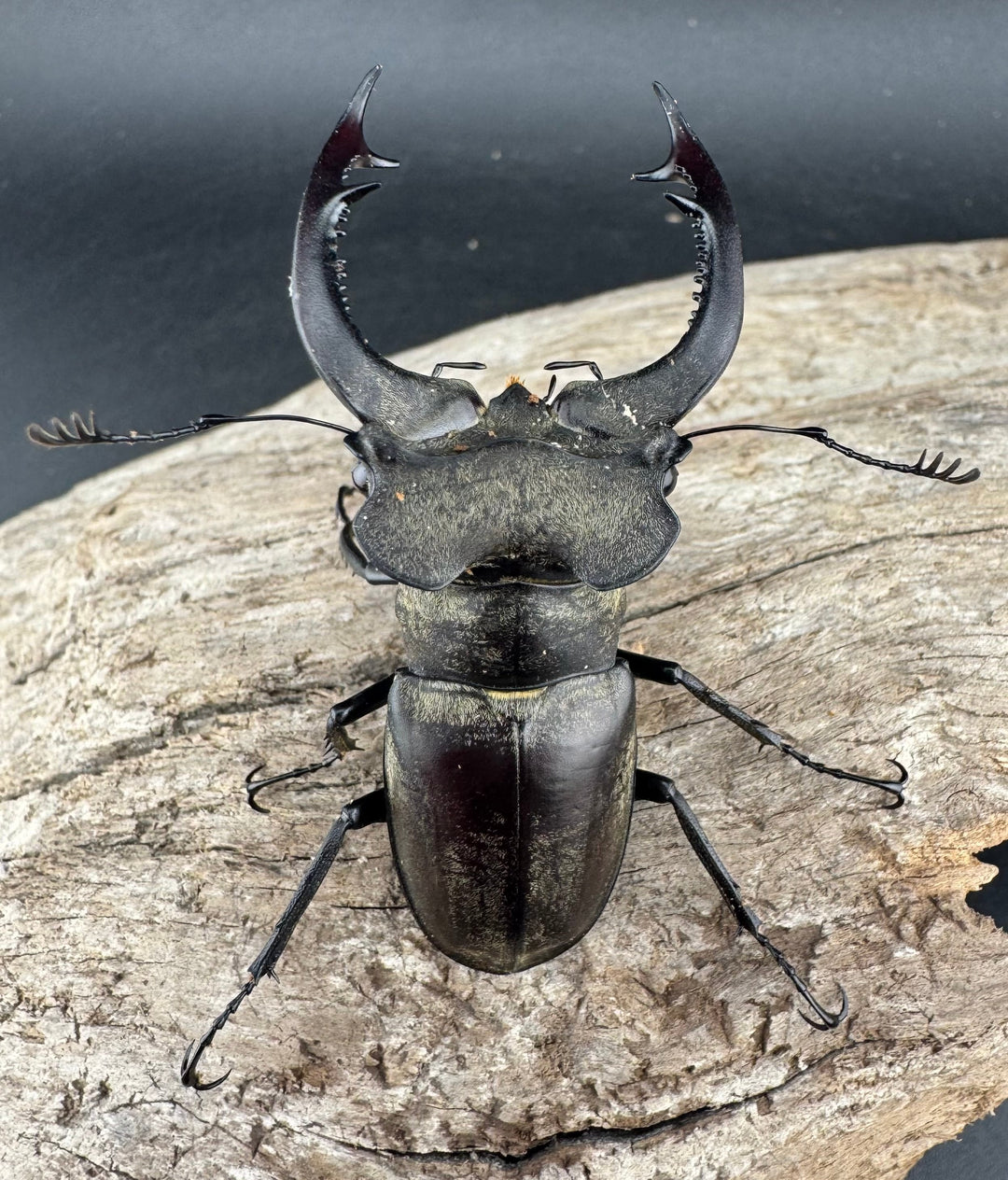 【WD】《ノビリスミヤマ 61mm ペア》