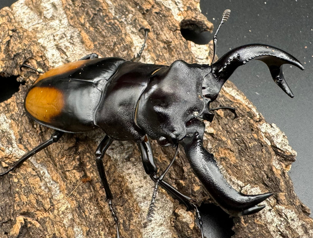 【WD】《セアカフタマタ（パリーフタマタ） 83.5mm A’品ペア》