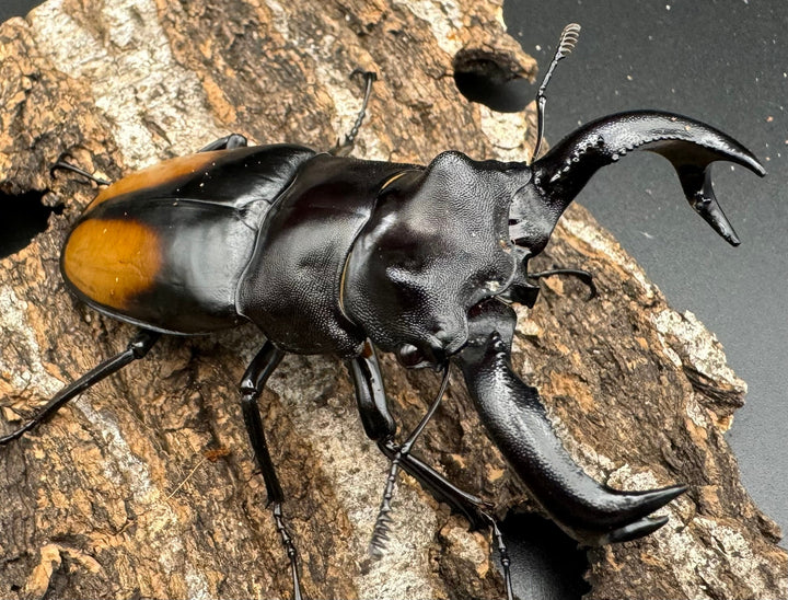 【WD】《セアカフタマタ（パリーフタマタ） 83.5mm A’品ペア》