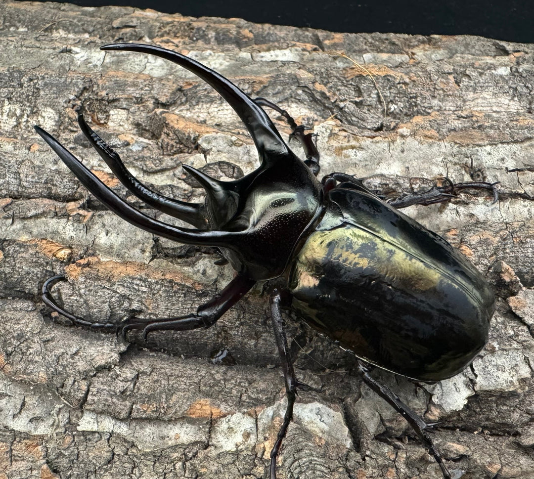 【WD】《ミンダナオアトラスオオカブト 95mm ペア》