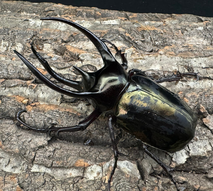 【WD】《ミンダナオアトラスオオカブト 95mm ペア》